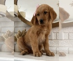 Small Photo #7 Golden Retriever Puppy For Sale in DENTON, TX, USA