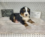 Small Photo #25 Bernedoodle Puppy For Sale in COLORADO SPRINGS, CO, USA