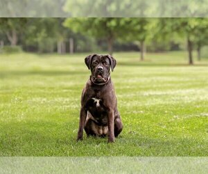 Marvel - Female Mutt Dog for Adoption - Photo #2
