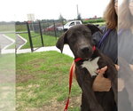 A392305 - Female American Staffordshire Terrier Dog for Adoption - Small photo