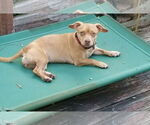 Small #4 Chihuahua