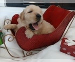 Puppy Red Golden English Cream Golden Retriever
