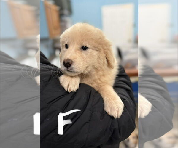 Medium Photo #3 Great Pyrenees-Unknown Mix Puppy For Sale in Royal Palm Beach, FL, USA