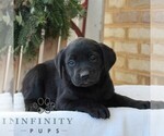 Small #2 Labrador Retriever