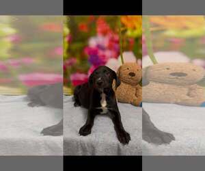 Labrador Retriever-Unknown Mix Dogs for adoption in SHERBURNE, NY, USA