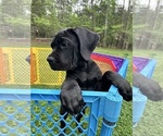 Small Photo #9 Cane Corso Puppy For Sale in RURAL HALL, NC, USA
