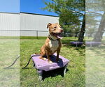 Small #1 American Pit Bull Terrier Mix
