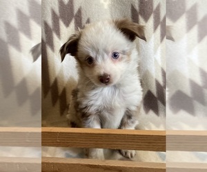 Miniature Australian Shepherd Puppy for sale in FORT MORGAN, CO, USA