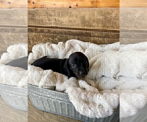 Medium Photo #4 Dachshund Puppy For Sale in CONCORDIA, MO, USA