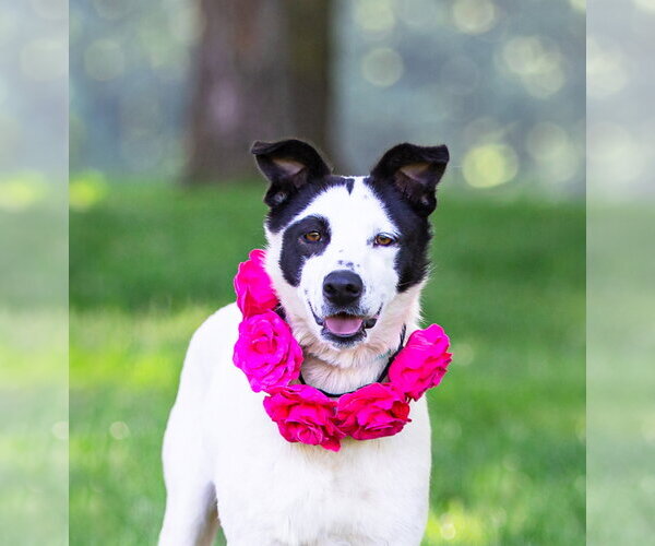 Medium Photo #1 Mutt Puppy For Sale in Unionville, PA, USA