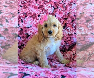 Cock-A-Poo Puppy for sale in NOTTINGHAM, PA, USA