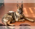 Small Photo #1 German Shepherd Dog Puppy For Sale in Minneapolis, MN, USA