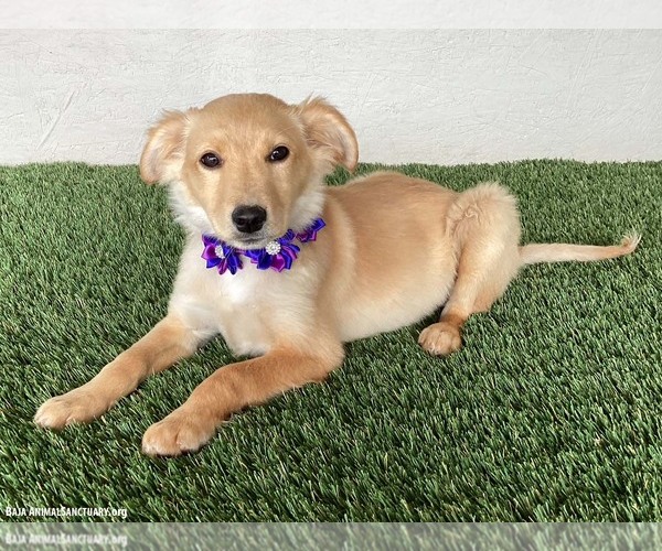 Medium Photo #3 Borador Puppy For Sale in San Diego, CA, USA