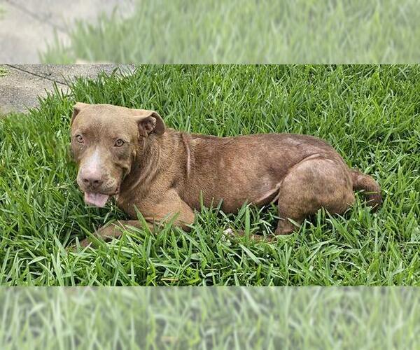 Medium Photo #1 American Pit Bull Terrier-Unknown Mix Puppy For Sale in Pasadena, TX, USA