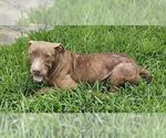 Small American Pit Bull Terrier Mix