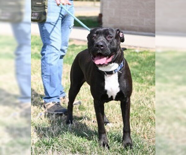 Medium Photo #4 Mutt Puppy For Sale in Glen Allen, VA, USA