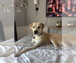 Small #2 Labrador Retriever Mix