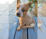 Small Photo #2 Mutt Puppy For Sale in Studio City, CA, USA