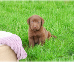 Small #20 Labrador Retriever