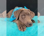 Small #1 Chocolate Labrador retriever Mix