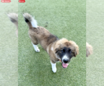 Small #11 Australian Shepherd-Great Pyrenees Mix