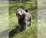 Small #1 Mutt