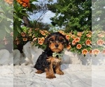 Small #1 Yorkshire Terrier