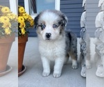 Small #2 Australian Shepherd