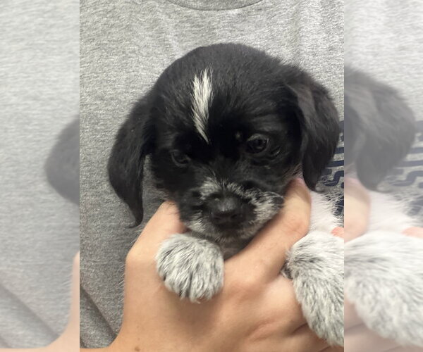 Medium Photo #5 Mutt Puppy For Sale in Dana Point, CA, USA