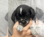 Small #4 Mutt