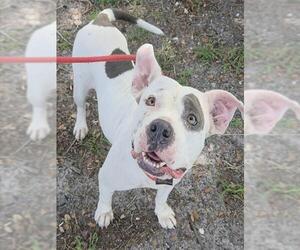American Staffordshire Terrier Dogs for adoption in Fort Lauderdale, FL, USA