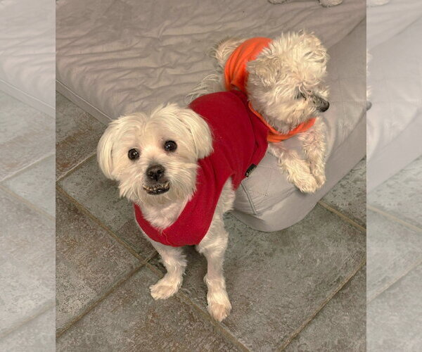 Medium Photo #21 Maltese Puppy For Sale in Boonton, NJ, USA