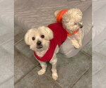 Small #20 Maltese