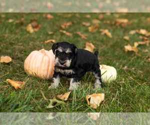 Schnauzer (Miniature) Puppy for sale in NAPPANEE, IN, USA