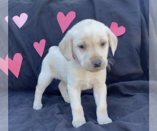 Medium Photo #1 Labrador Retriever Puppy For Sale in REDLANDS, CA, USA