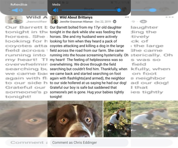 Medium Photo #6 Brittany Puppy For Sale in Curwensville, PA, USA