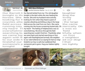 OH/Bear - Male Brittany Dog for Adoption - Photo #6