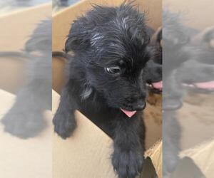 Shih Tzu-Unknown Mix Dogs for adoption in San Antonio, TX, USA