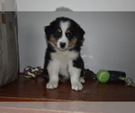 Small Photo #6 Australian Shepherd Puppy For Sale in MIFFLINBURG, PA, USA