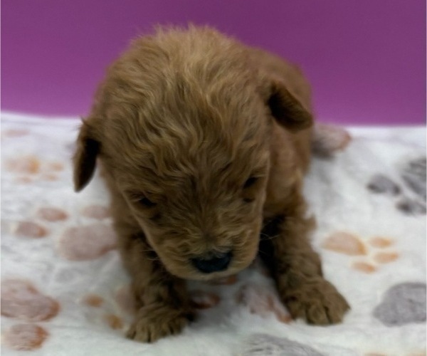 Medium Photo #7 Poodle (Miniature) Puppy For Sale in BLUE MOUND, TX, USA