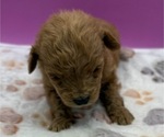 Small #6 Poodle (Miniature)