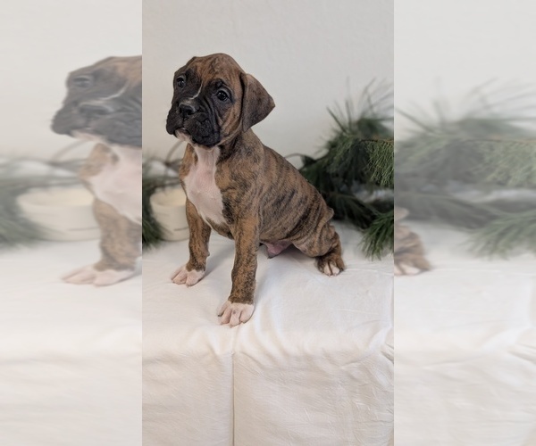 Medium Photo #5 Boxer Puppy For Sale in GOSHEN, IN, USA
