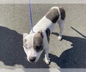 American Pit Bull Terrier Dogs for adoption in McKinleyville, CA, USA