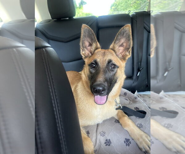 Medium Photo #3 Mutt Puppy For Sale in Imlay City, MI, USA