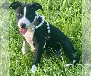 Labrador Retriever-Unknown Mix Dogs for adoption in Oakhurst, NJ, USA