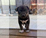 Small #5 Labrador Retriever Mix