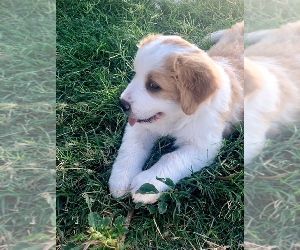 Medium Photo #8 Great Bernese Puppy For Sale in SCOTTSDALE, AZ, USA