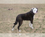Small #1 American Bulldog