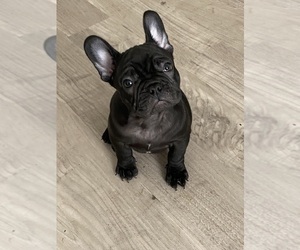 French Bulldog Puppy for sale in ORLANDO, FL, USA