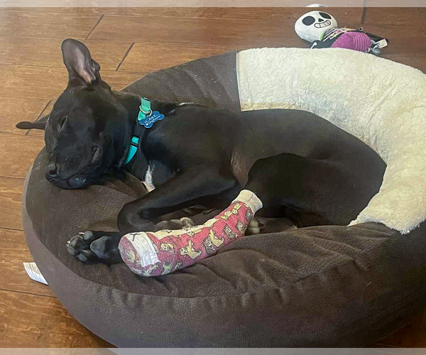 Medium Photo #4 American Pit Bull Terrier-Unknown Mix Puppy For Sale in Corona, CA, USA